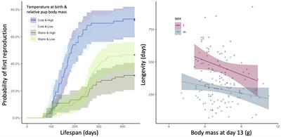 Population Density and Temperature Influence the Return on Maternal Investment in Wild House Mice